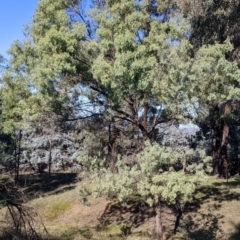 Acacia mearnsii at Springdale Heights, NSW - 14 Jul 2022