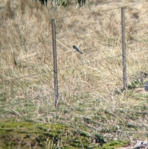 Rhipidura leucophrys at Springdale Heights, NSW - 14 Jul 2022 12:31 PM