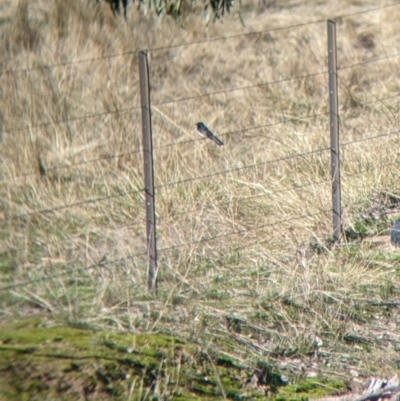 Rhipidura leucophrys (Willie Wagtail) at Red Light Hill Reserve - 14 Jul 2022 by Darcy
