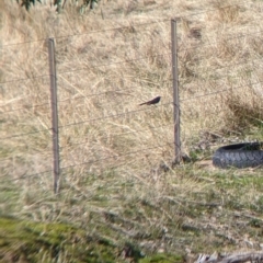 Rhipidura leucophrys at Springdale Heights, NSW - 14 Jul 2022 12:31 PM