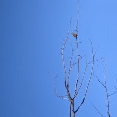 Caligavis chrysops (Yellow-faced Honeyeater) at Albury - 14 Jul 2022 by Darcy