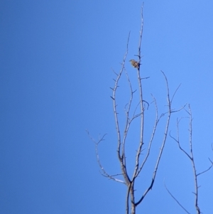 Caligavis chrysops at Springdale Heights, NSW - 14 Jul 2022 12:35 PM
