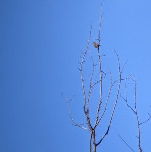 Caligavis chrysops at Springdale Heights, NSW - 14 Jul 2022