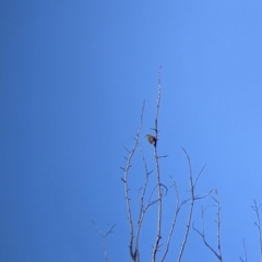 Caligavis chrysops at Springdale Heights, NSW - 14 Jul 2022 12:35 PM