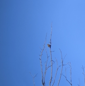 Caligavis chrysops at Springdale Heights, NSW - 14 Jul 2022