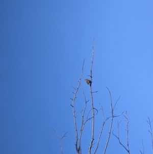 Caligavis chrysops at Springdale Heights, NSW - 14 Jul 2022 12:35 PM