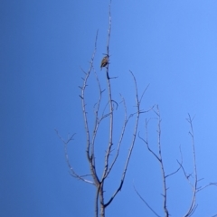 Caligavis chrysops at Springdale Heights, NSW - 14 Jul 2022