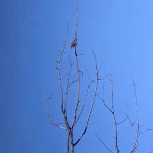 Caligavis chrysops at Springdale Heights, NSW - 14 Jul 2022 12:35 PM