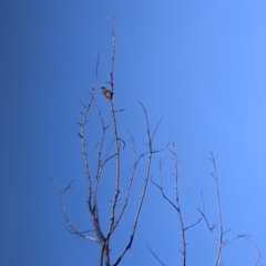 Caligavis chrysops at Springdale Heights, NSW - 14 Jul 2022