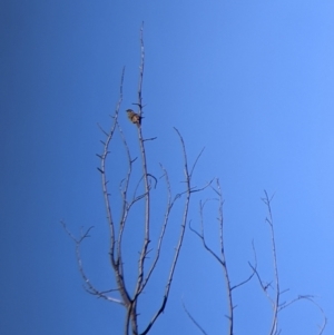 Caligavis chrysops at Springdale Heights, NSW - 14 Jul 2022