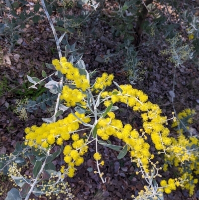 Acacia podalyriifolia (Queensland Silver Wattle) at Albury - 14 Jul 2022 by Darcy