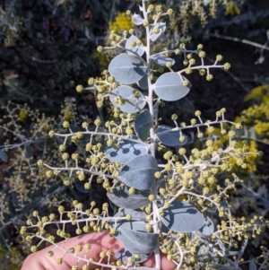 Acacia podalyriifolia at Springdale Heights, NSW - 14 Jul 2022