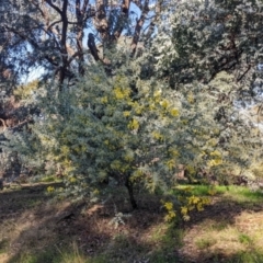 Acacia podalyriifolia at Springdale Heights, NSW - 14 Jul 2022