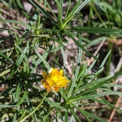 Xerochrysum viscosum (Sticky Everlasting) at Albury - 14 Jul 2022 by Darcy