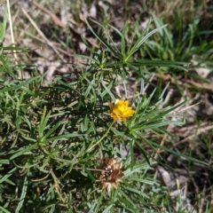 Xerochrysum viscosum at Springdale Heights, NSW - 14 Jul 2022 12:39 PM