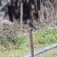 Rhipidura leucophrys (Willie Wagtail) at Springdale Heights, NSW - 14 Jul 2022 by Darcy