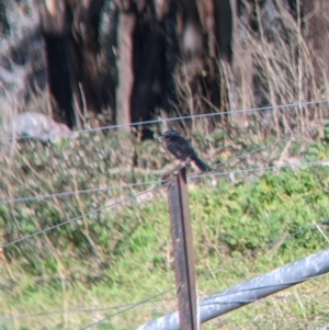 Rhipidura leucophrys at Springdale Heights, NSW - 14 Jul 2022