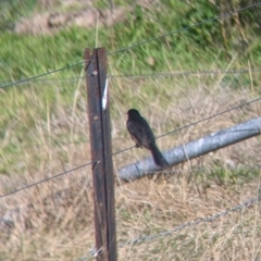 Rhipidura leucophrys at Springdale Heights, NSW - 14 Jul 2022 12:46 PM