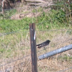 Rhipidura leucophrys at Springdale Heights, NSW - 14 Jul 2022 12:46 PM