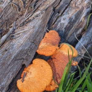 Trametes coccinea at Springdale Heights, NSW - 14 Jul 2022 12:50 PM