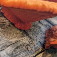 Trametes coccinea at Springdale Heights, NSW - 14 Jul 2022 12:50 PM