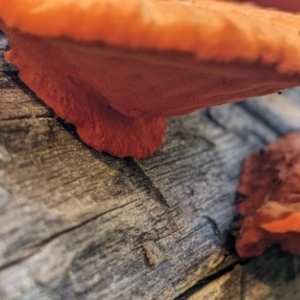 Trametes coccinea at Springdale Heights, NSW - 14 Jul 2022 12:50 PM