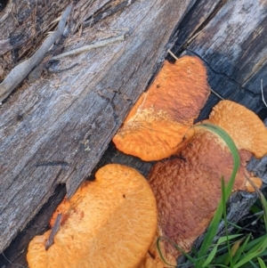 Trametes coccinea at Springdale Heights, NSW - 14 Jul 2022 12:50 PM