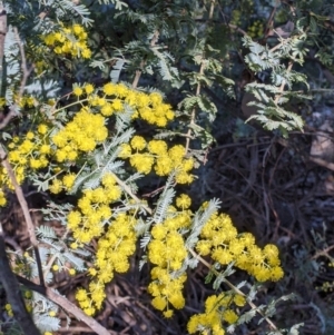 Acacia baileyana at Springdale Heights, NSW - 14 Jul 2022 01:13 PM