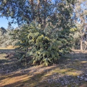 Acacia baileyana at Springdale Heights, NSW - 14 Jul 2022
