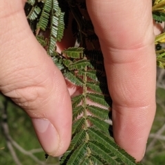 Acacia mearnsii (Black Wattle) at Red Light Hill Reserve - 14 Jul 2022 by Darcy