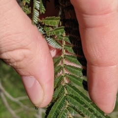 Acacia mearnsii at Springdale Heights, NSW - 14 Jul 2022