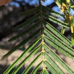 Acacia mearnsii at Springdale Heights, NSW - 14 Jul 2022