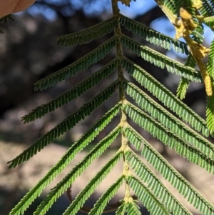 Acacia mearnsii at Springdale Heights, NSW - 14 Jul 2022