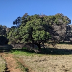 Acacia mearnsii at Springdale Heights, NSW - 14 Jul 2022