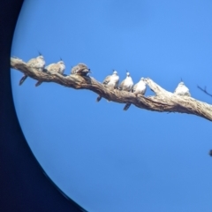 Ocyphaps lophotes at Table Top, NSW - 14 Jul 2022 01:30 PM