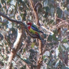 Platycercus eximius (Eastern Rosella) at Nine Mile Reserve - 14 Jul 2022 by Darcy
