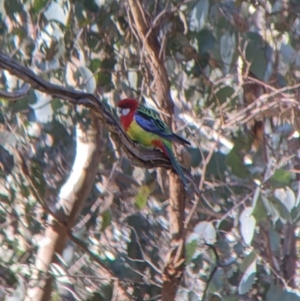 Platycercus eximius at Table Top, NSW - 14 Jul 2022 01:34 PM