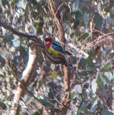 Platycercus eximius (Eastern Rosella) at Albury - 14 Jul 2022 by Darcy