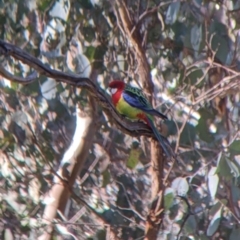 Platycercus eximius at Table Top, NSW - 14 Jul 2022 01:34 PM