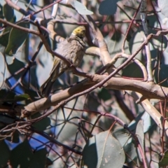 Ptilotula penicillata (White-plumed Honeyeater) at Table Top, NSW - 14 Jul 2022 by Darcy