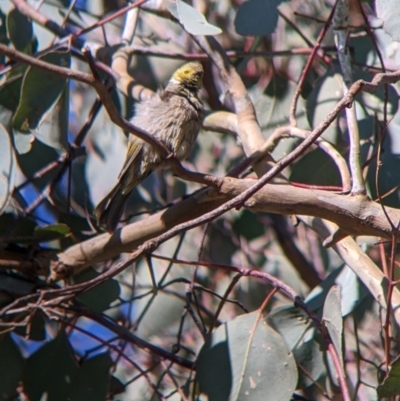 Ptilotula penicillata (White-plumed Honeyeater) at Nine Mile Reserve - 14 Jul 2022 by Darcy