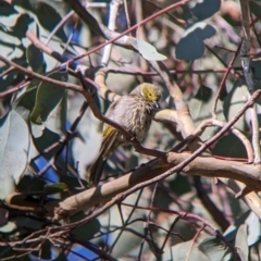 Ptilotula penicillata at Table Top, NSW - 14 Jul 2022