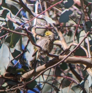 Ptilotula penicillata at Table Top, NSW - 14 Jul 2022