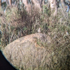 Neochmia temporalis (Red-browed Finch) at Nine Mile Reserve - 14 Jul 2022 by Darcy