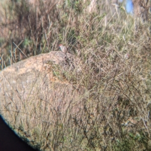 Neochmia temporalis at Table Top, NSW - 14 Jul 2022