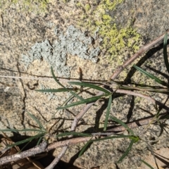 Glycine clandestina (Twining Glycine) at Nine Mile Reserve - 14 Jul 2022 by Darcy