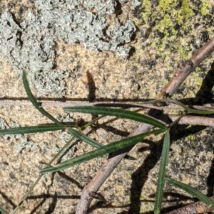 Glycine clandestina at Table Top, NSW - 14 Jul 2022 01:44 PM