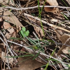 Glycine clandestina at Table Top, NSW - 14 Jul 2022 01:44 PM