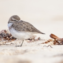 Anarhynchus bicinctus (Double-banded Plover) at Pambula - 12 Jul 2022 by Leo