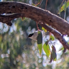 Melithreptus lunatus (White-naped Honeyeater) at Nine Mile Reserve - 14 Jul 2022 by Darcy